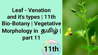 Leaf  Venation and its types  11th BioBotany  Vegetative Morphology in தமிழ்  part 11 [upl. by Anitneuq851]