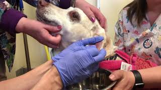 Ear Hematoma Surgery in a Dog Aural Hematoma Veterinary Surgery [upl. by Conah]