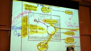 BIOLOGY CELLULAR RESPIRATION 2012 Part 2 by Professor Finkwmv [upl. by Aliakim409]