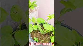 jaitulsimata tulsishyam tulsi shorts [upl. by Stoughton]