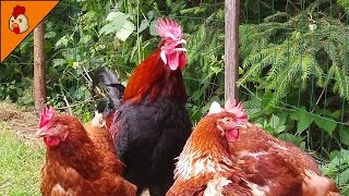 Rooster Crowing Non Stop  Chicken Sounds  Chicken Animal  Rooster Sounds  Chicken Videos YouTube [upl. by Chiquia]