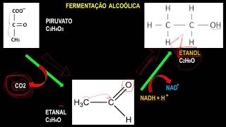 RESPIRAÇÃO ANAERÓBICA FERMENTAÇÃO  ALCOÓLICA ACÉTICA E LÁTICA [upl. by Arihs]