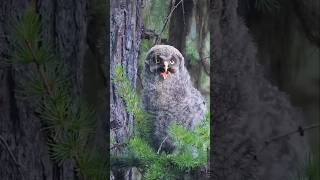 Owl looks 🦉🦉 short video please subscribe [upl. by Seka]