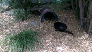 Tassie Devil Feeding tasmaniadevil wildlifeofaustralia [upl. by Idalina]