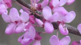 Plant portrait  Redbud Cercis canadensis [upl. by Theodoric724]