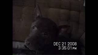 RDMVTL 11262  12212008 MY DOG STORYK RAVEN amp MAX CHILLIN WKARI  HORSEHEADS  NY [upl. by Anerok]