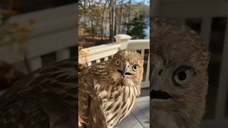 🦅 Eagle Vs Owl🦉 By life fact explain shorts facts factshorts [upl. by Belshin521]