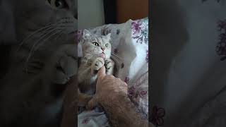 cat murmur catlover pets cutecat cute gatoloco gatuno gatolindo [upl. by Caughey]