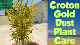 Croton Plant Care  Everything About Croton Gold Dust Plant  Croton Fertilizer amp Propagation [upl. by Nala]