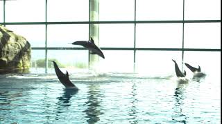 Dolphin Jump [upl. by Elsbeth]