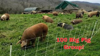 100 head pastured pig group tour in 5 min 130k worth of pork farming pigs realpigfarming [upl. by Primaveras553]