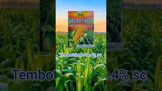 Tembotrione 344 SC  maize herbicide  Atrazine 50  Laudies herbicide in telugu farm maize [upl. by Bibeau]