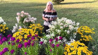 Tuscan Gold Heliopsis  False Sunflower and Luminary “Ultraviolet” ￼Tall Garden Phlox Proven Winners [upl. by Oliver]