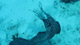 Spotted Moray Eel Eating Lionfish [upl. by Aihtnic]