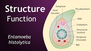 Entamoeba histolytica  Structure and Function  Parasitology  Basic Science Series [upl. by Cira]