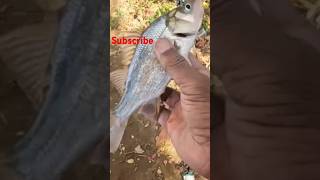 Perch fishing subscribe [upl. by Tullusus]