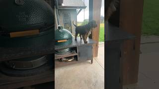 The Big Green Egg Nest isn’t your lookout Otto [upl. by Louisette]