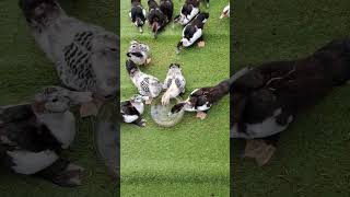 MUSCOVY DUCKLINGS muscovyducklings birds bird duck duckies muscovyduckfarming nature ducker [upl. by Jo-Anne]