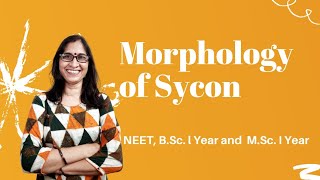 Morphology of Sycon l NEET BSc and MScl Dr Ranjana Gupta l [upl. by Pernick]