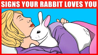 10 Signs Your Rabbit REALLY Loves You [upl. by Mohkos509]