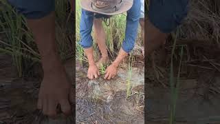 wow best fishing catch fish under grass at field by hand skills shots topfishing [upl. by Mcclure]