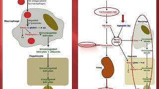 ANEMIES HEMOLYTIQUES EN PEDIATRIE [upl. by Areic92]