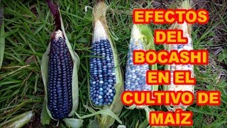 CULTIVO DE MAIZ EFECTOS DEL BOCASHI EN ÉL MI MEJOR ALIADO [upl. by Asalocin404]