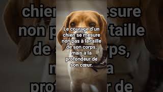 Citations sur les chiens [upl. by Atener902]