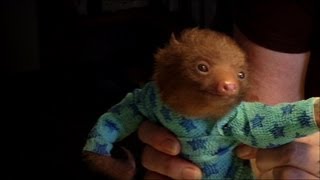 Tiny Baby Sloth gets the Onesie Treatment  Meet The Sloths Animal Planet [upl. by Lrac473]