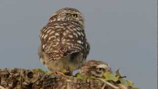 Little Owl  call of [upl. by Ashleigh]