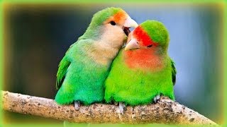 ❀ Lovebirds Sounds  1 Hour [upl. by Eidak]