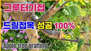 그루터기접 드릴접 사과나무접 성공 100👍Apple tree grafting🍎 View Results [upl. by Assiren]