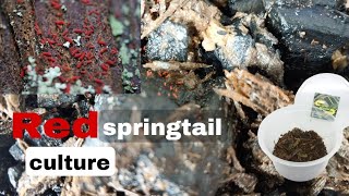 Red springtail culture [upl. by Enaoj]