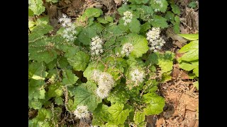 Mondays with Martha 156  Foamflower [upl. by Grati]