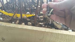 Bottom Heat for Rooting Cuttings [upl. by Todhunter35]