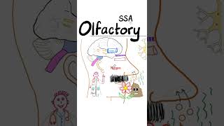 Olfactory Nerve 1st Cranial NerveNeuroanatomy Review Series [upl. by Ellesij364]