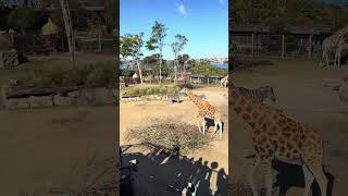 Majestic Giraffes at Taronga Zoo sydney tarongazoo [upl. by Eisle]