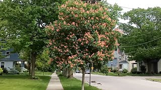 Pretty pink tree in neighborhood red horse chestnut tree I think [upl. by Darahs195]