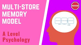 A Level Psychology  The MultiStore Memory Model [upl. by Atteuqnas]