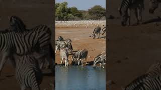 Etosha National Park Animals drinking water wildlife youtubeshorts [upl. by Adnerak]