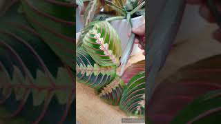 Plant Propagation  Maranta Fascinator Plant plantpropagation shorts [upl. by Ellenwad340]