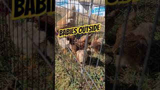 We put the babies outside for a little while chicken babies outdoors sunny [upl. by Ahsina]