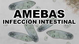 AMEBAS  AMEBIASIS [upl. by Leagiba]