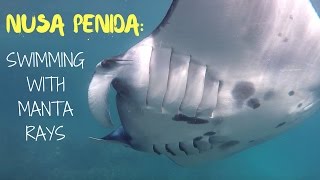 Snorkeling with 5 Meter Manta Rays amp trash in Bali [upl. by Reffinnej387]