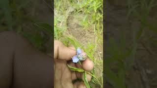 Commelina species Blue petals vs Purple petals [upl. by Naples]