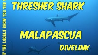 Documentary Thresher Shark Malapascua island Cebu PhillipinnesMalapascuaThresher Shark [upl. by Anilesor]