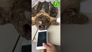 ⛔ALLIGATOR Snapping TURTLE bite POWER Wild Globe shorts turtle [upl. by Moncear]