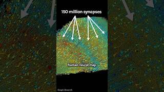 This is the Most Detailed Brain Map EVER 🧠🤯 [upl. by Gish]