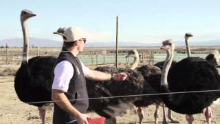 American Ostrich Farms Kickstarter Campaign Full video [upl. by Marilee]