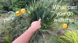 Help😲What to do with this crazy shrub How to prune and tidy a Phormium  Newzealand flax😀👍 [upl. by Chastain518]